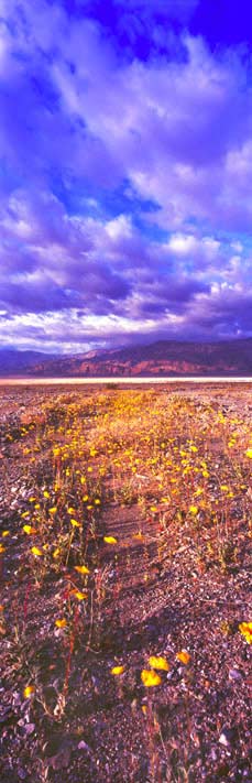 Fine Art Panoramic Landscape Photography Glorious Clouds and Wildflowers at Salt Creek, Death Valley